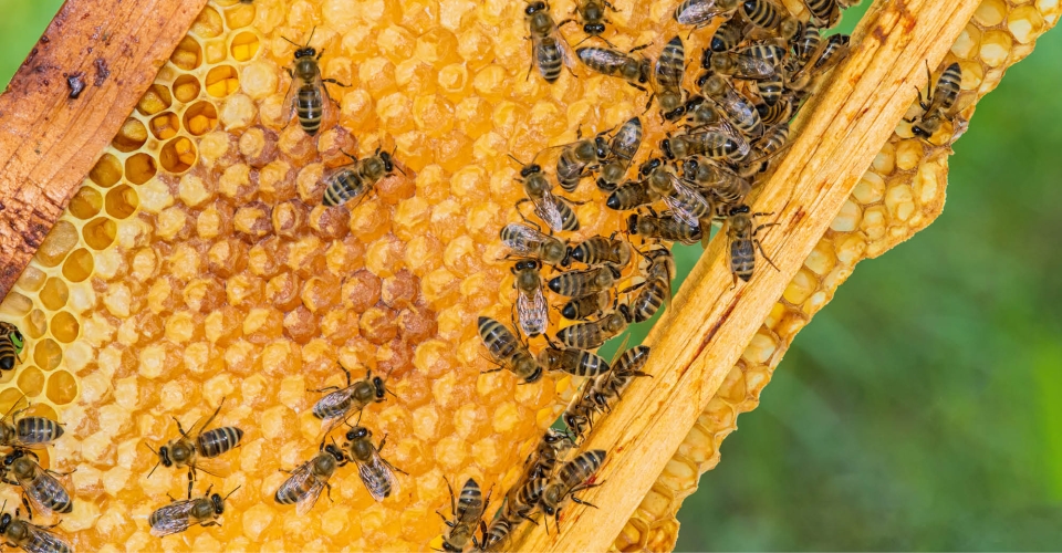 Residential Beekeeping City of Irvine